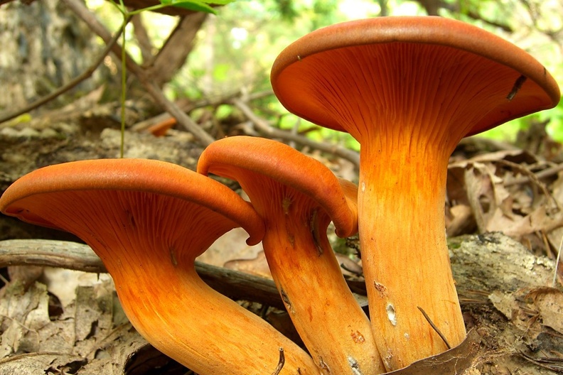 Eastern American Jack-O’-Lantern (Omphalotus illudens) 1